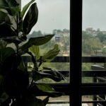 View from th Living Room